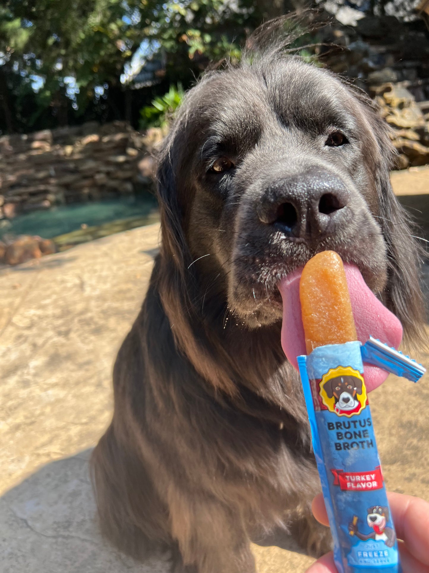 Brutus Broth Brothcicles 6-Pack Pouch