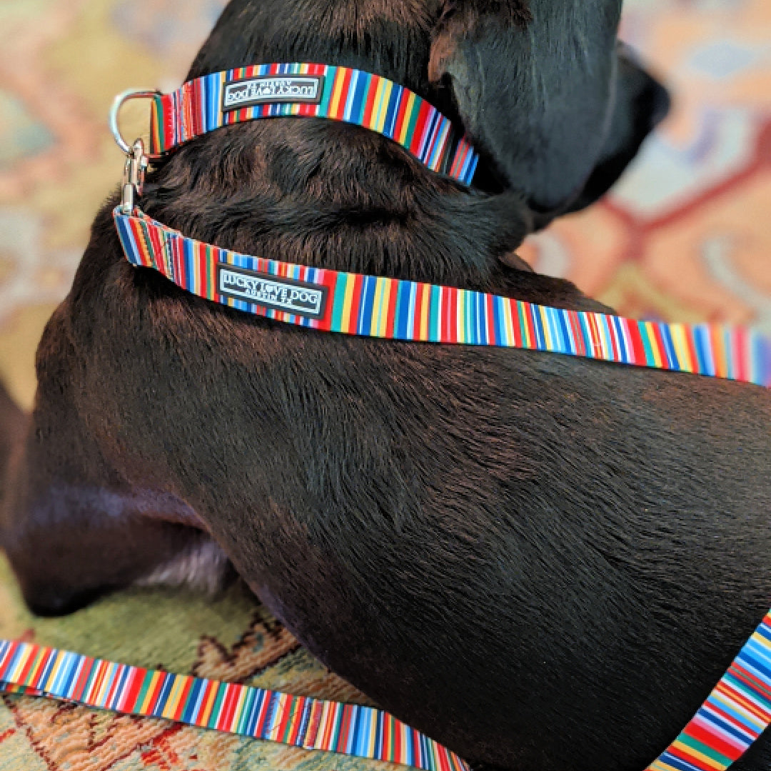 *Hippie Dog Collar and Leash*