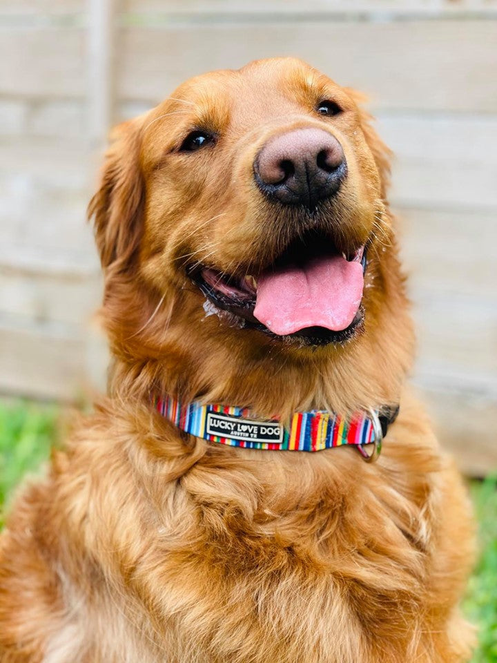 *Hippie Dog Collar and Leash*