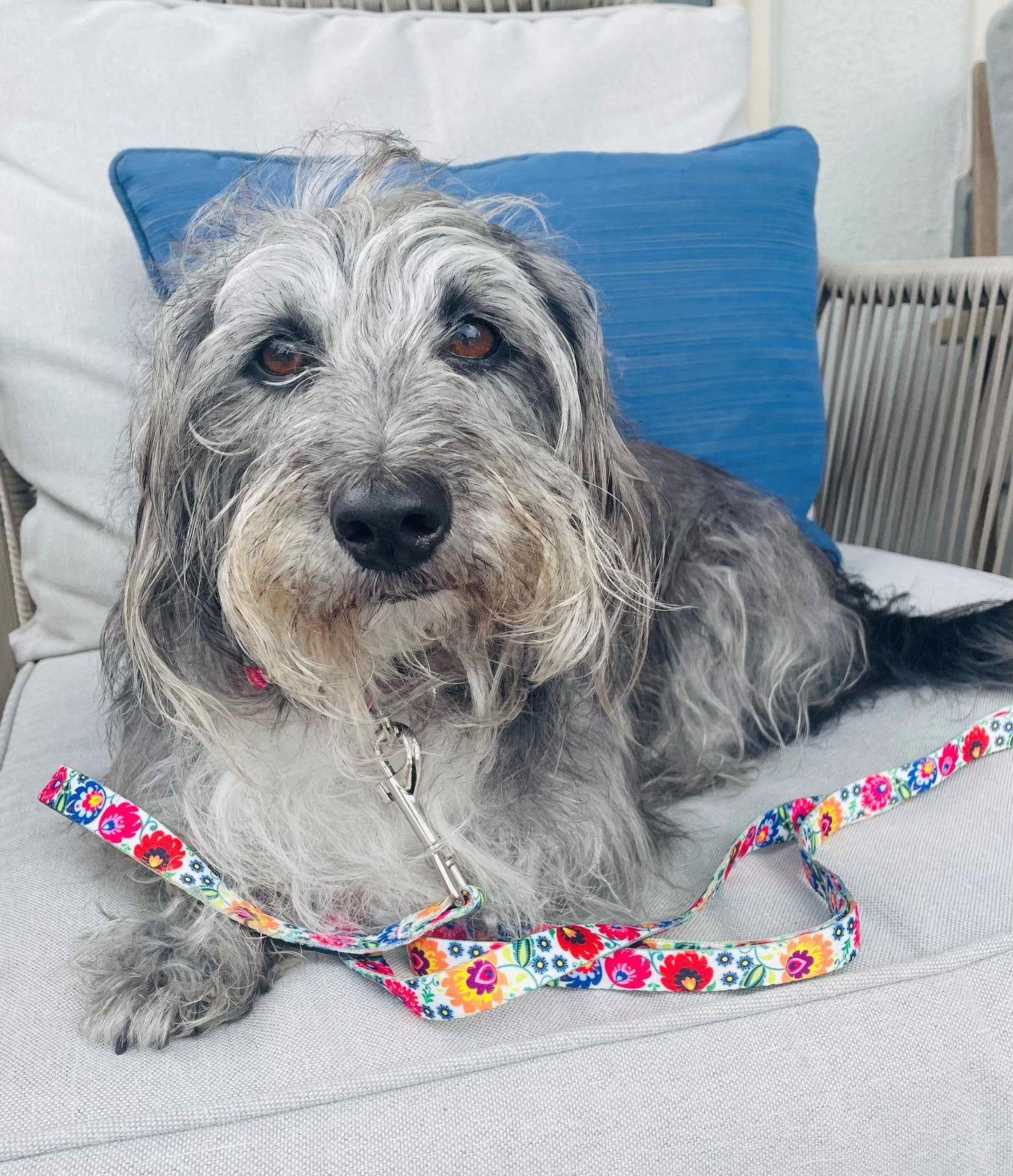 *Ladybird Dog Leash*