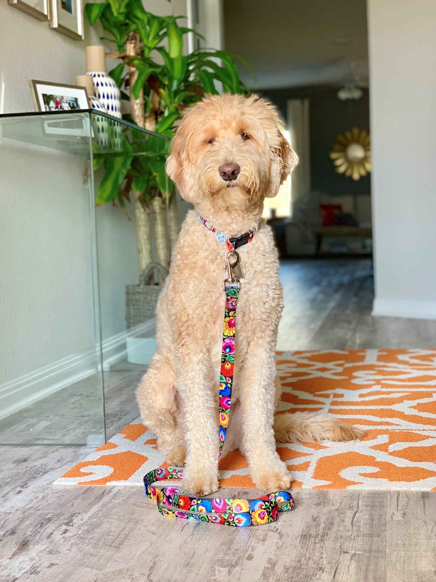 *Blackbird Dog Collar and Leash*